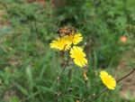 蜜蜂采蜜 苦菜花