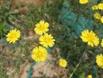 苦菜花