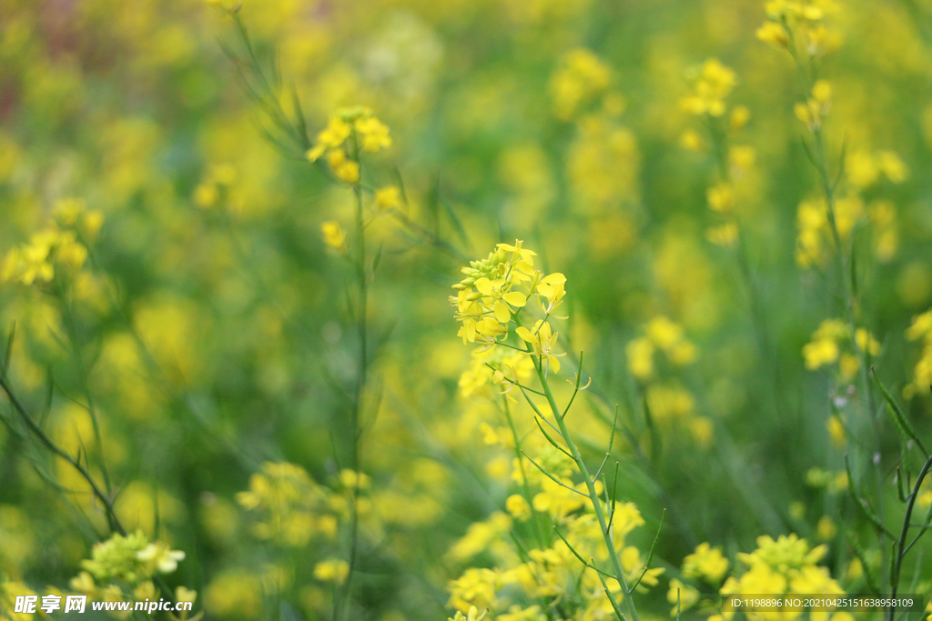 油菜花