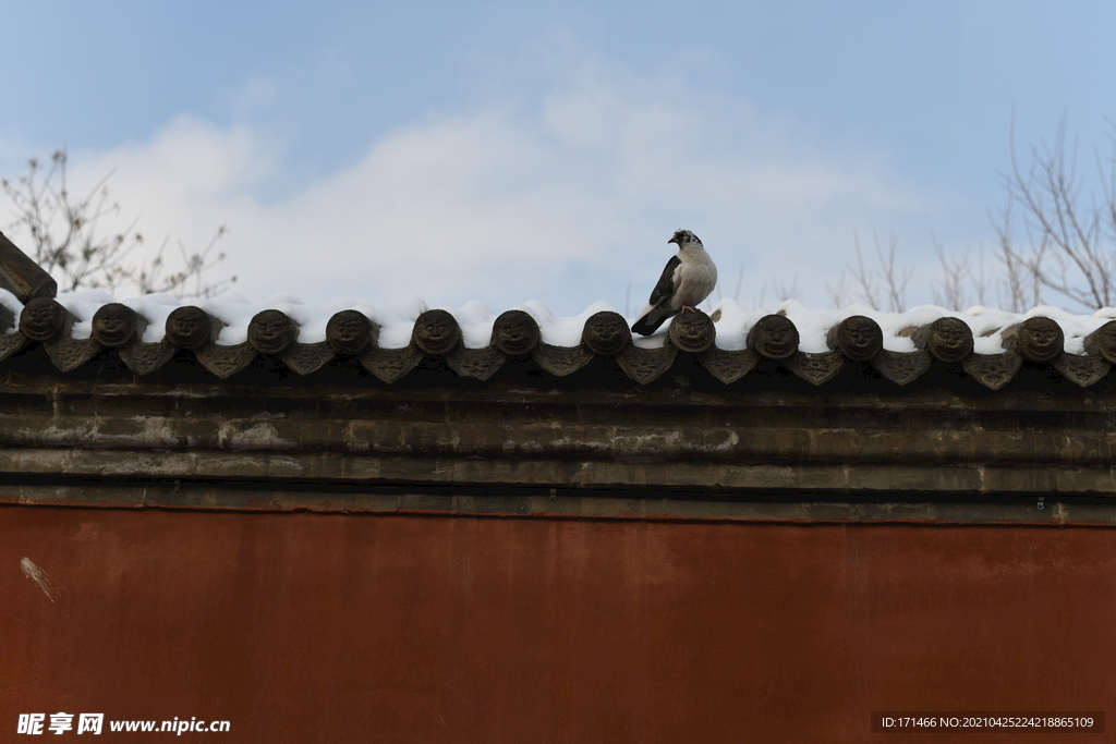 寺庙围墙上的鸽子