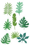 植物叶子