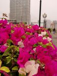 杜鹃花