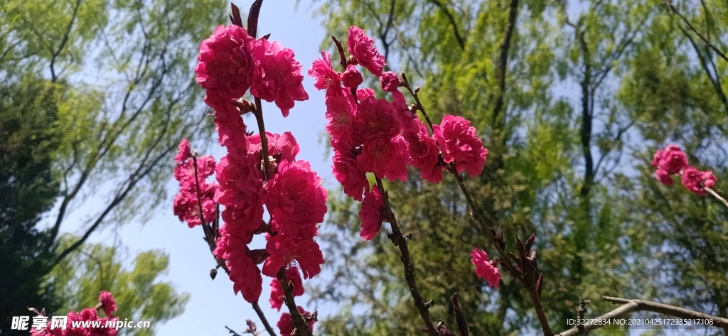 桃花