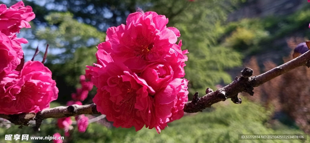 桃花