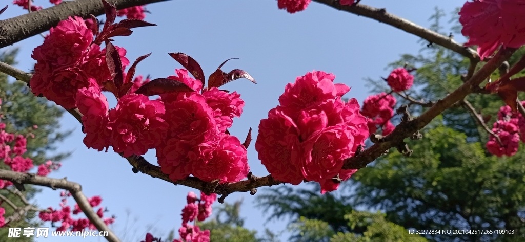 桃花