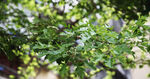绿色植物