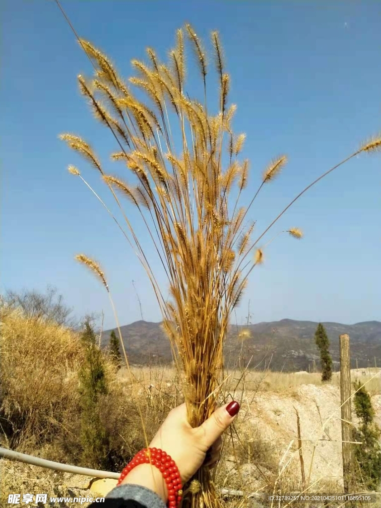 狗尾巴草