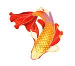 锦鲤