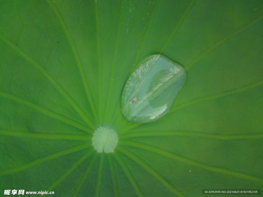 雨后翠绿荷叶上的小蝌蚪