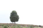 一棵山坡上的孤独绿树