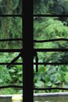 生锈的窗子和绿色植物