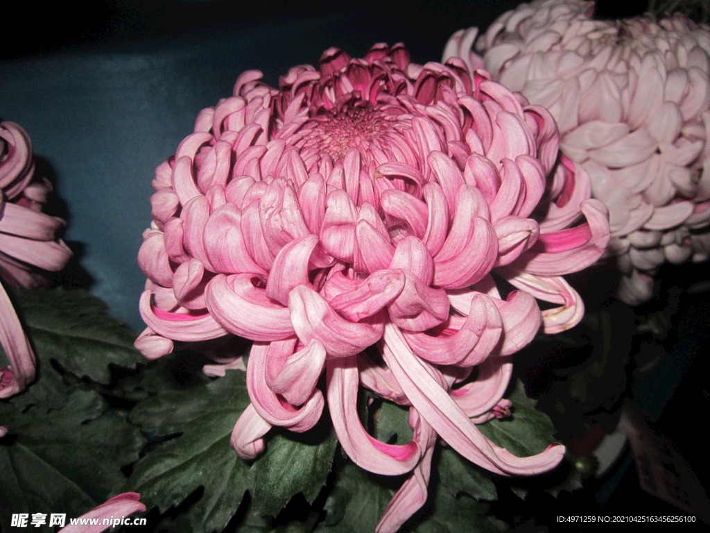 菊花