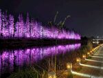 泰州凤城河灯光夜景