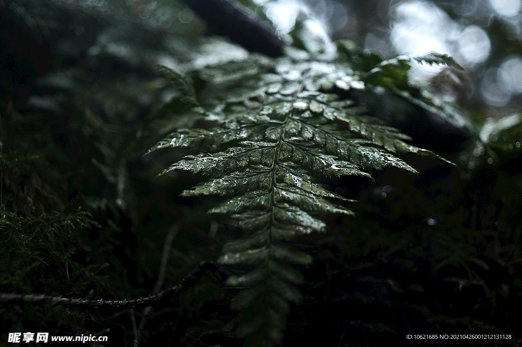 下雨             