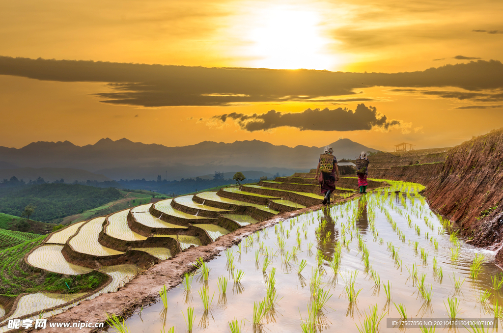 夕阳下的水稻田