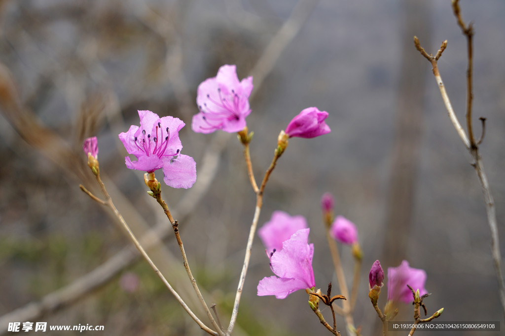 映山红杜娟的粉色花朵花枝