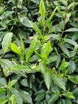 茶叶嫩芽