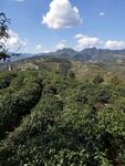 茶庄