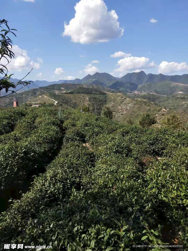 茶庄