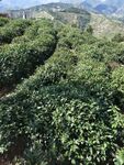 茶庄