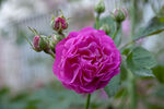 蔷薇花