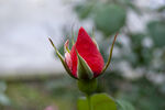 月季花