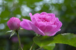 蔷薇花