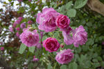 蔷薇花