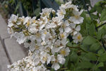 野蔷薇花