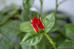 月季花