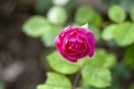 月季花