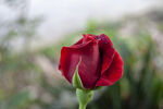月季花