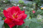 月季花