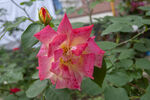 月季花