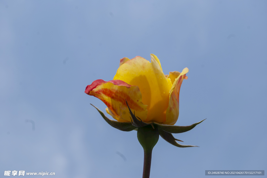 月季花