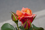 月季花