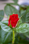 月季花