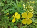油菜花