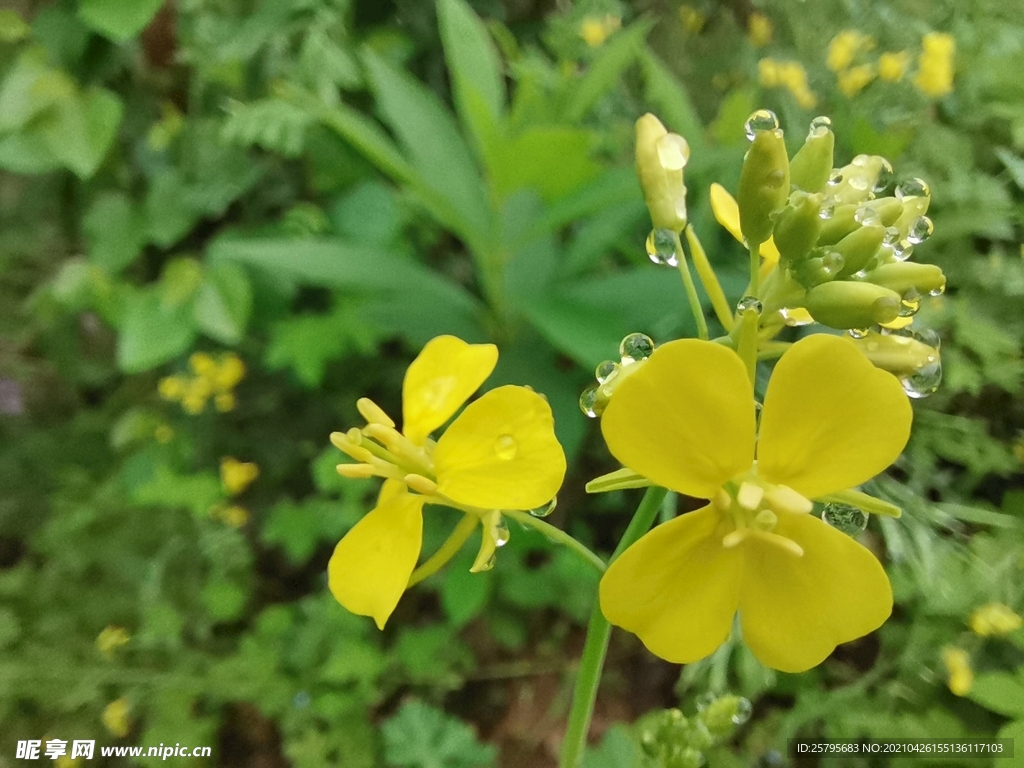 油菜花