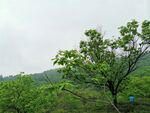 野外茶山
