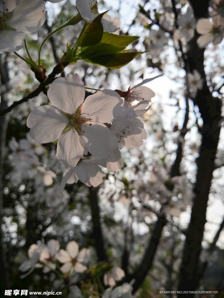 樱花