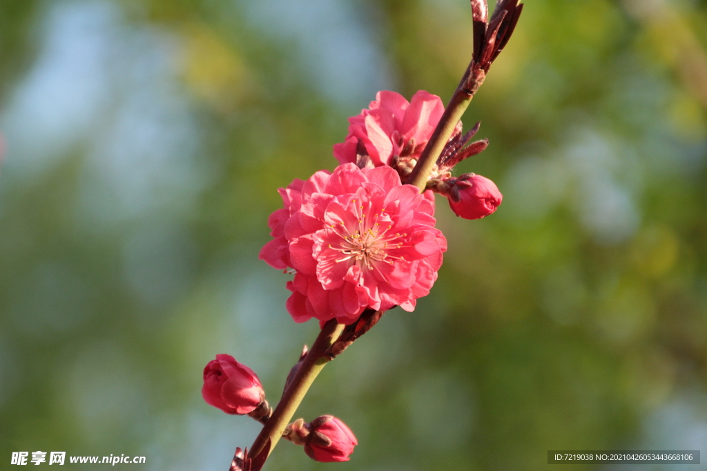 碧桃花