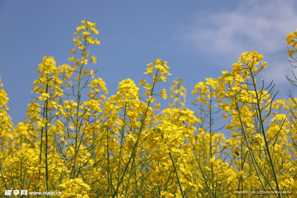  油菜花