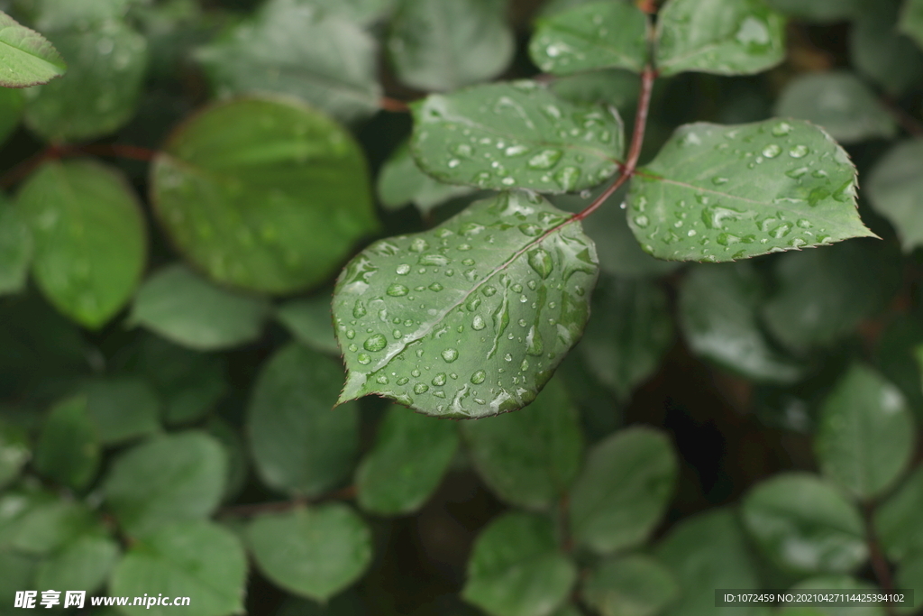 雨后