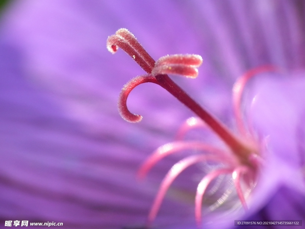 紫色花蕊背景