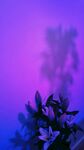 紫色背景花