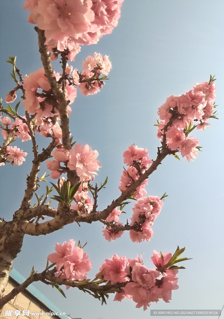 桃花