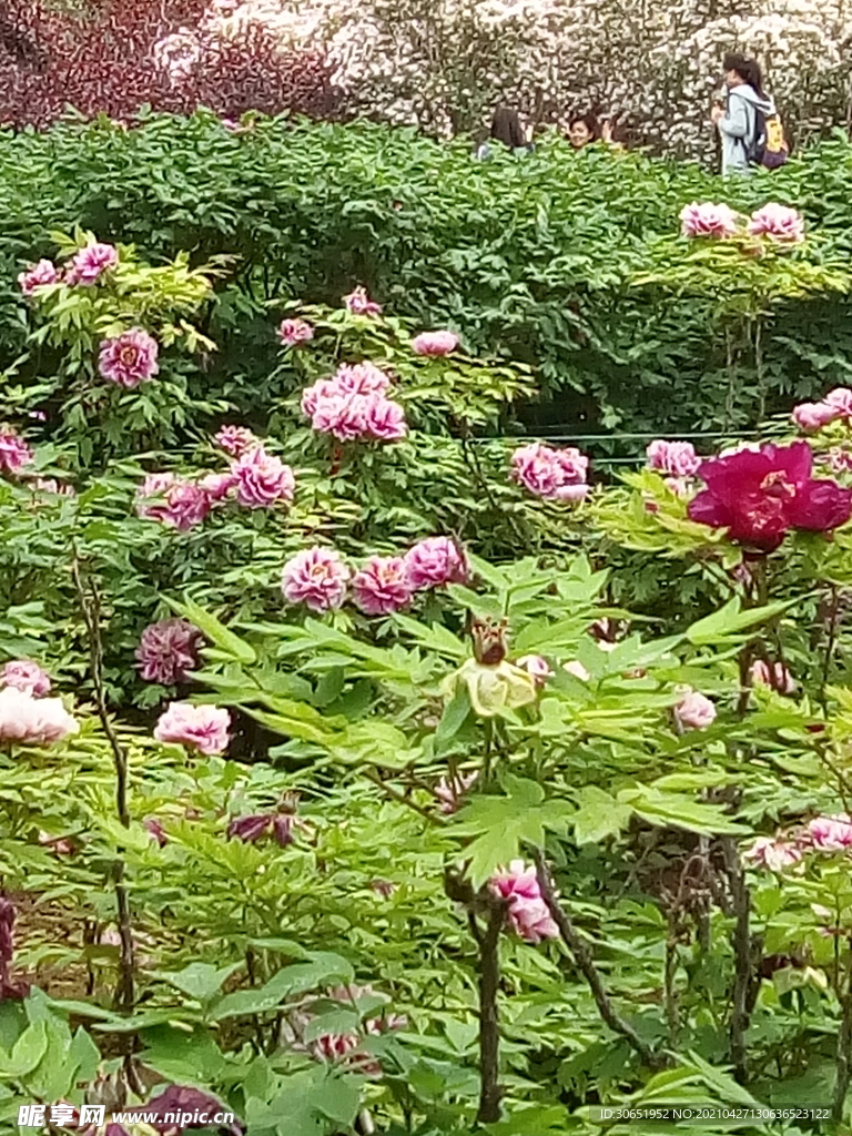 牡丹