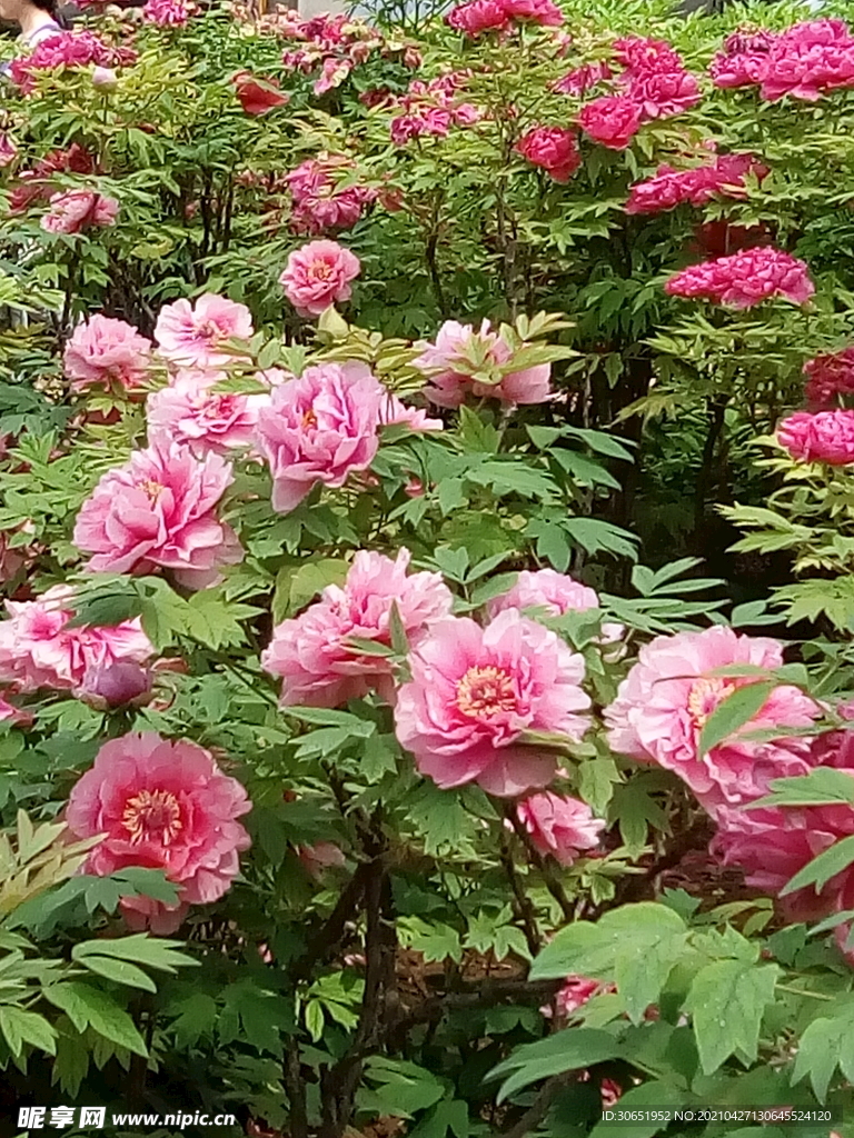 牡丹