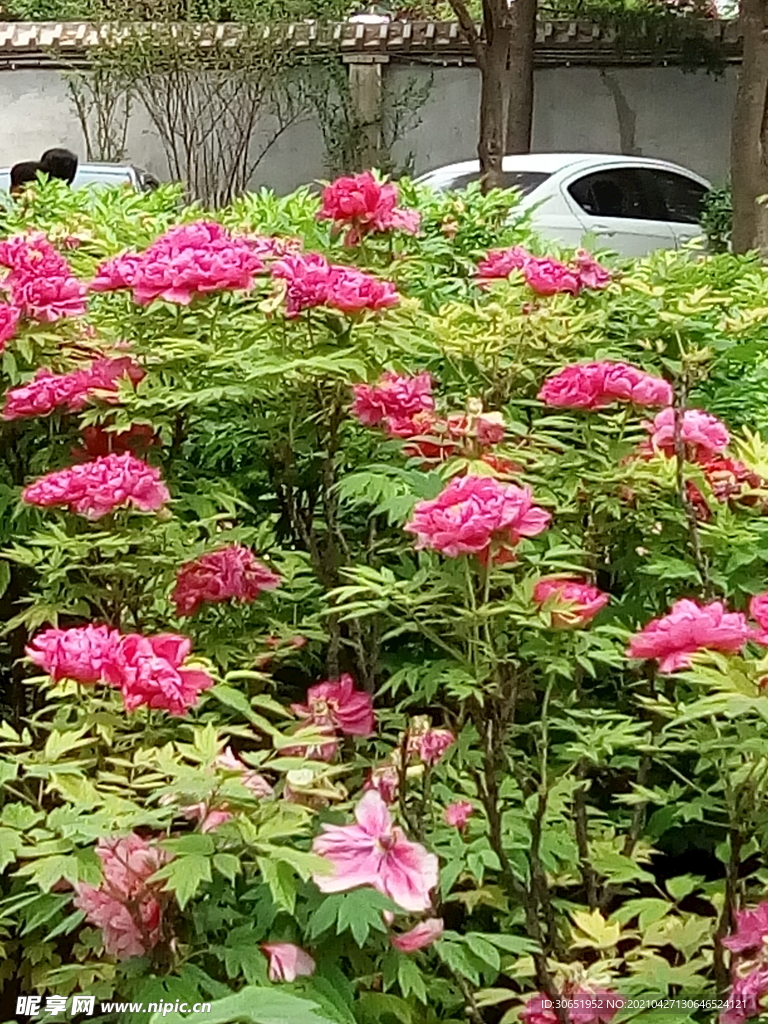 牡丹